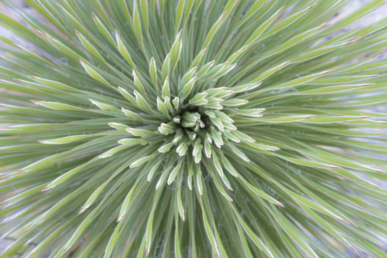 Texas, Guadalupe Mountains Soap tree yucca plant by Don Paulson - Item # VARPDXUS44BJY0096